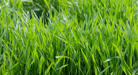 Close-up of thick green leaves of lawn grass.