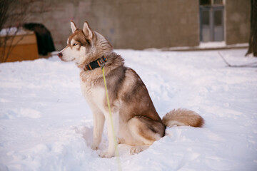 siberian husky dog portraitin the snow