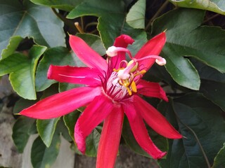 Red Passion Flower passiflora alata