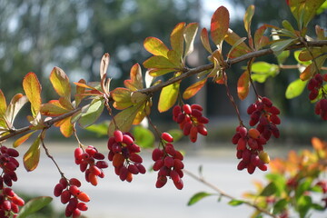 Branch of common barberry with ripe red berries in September