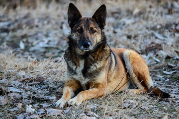 portrait with a wolf dog in nature