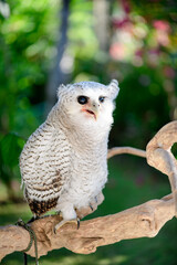 Juvenile owl