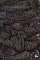 Texture of the trunk of an old palm tree. Tenerife, Canary Islands, Spain