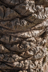 Texture of the trunk of an old palm tree. Tenerife, Canary Islands, Spain