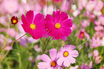 Obraz premium cosmos flowers in the field against bright blue sky