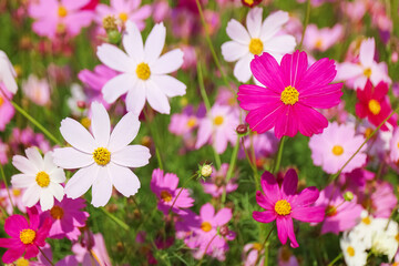 cosmos flowers in the field against bright nature background