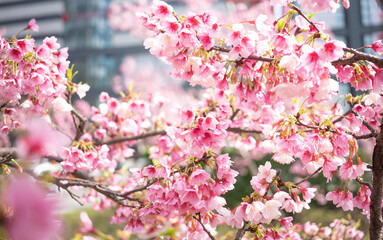 Background of cherry blossoms in spring in Taipei Taiwan. Close up texture of many pink flowers.
