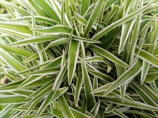 Fresh green paris lily plant or Chlorophytum comosum or spider plants, for background. 