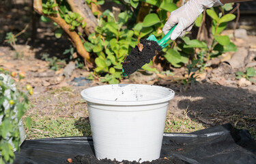 How to repot flowers a home plant. Hands filling a pot with soil. Preparation for transplanting or repotting room plant.