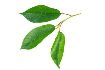 Fototapeta na wymiar cherry tree green leaves isolated on white background