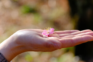 満開の赤や白の梅の花と木