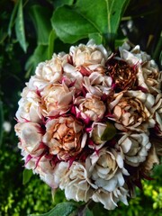 Jasmine Flower Arrange This plant is a shrub with a height between -1.5 m.These flowers are arranged in groups with white petals. Scientific name: Clerodendrum chinense