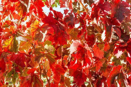 Detalle vi&ntilde;a, en Samaniego la Rioja Alavesa, con los colores del oto&ntilde;o tras la vendimia, Uva variedad tempranillo