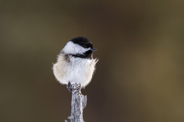 Black-capped Chickadee isolated on a small perch. 