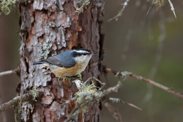 Red-breasted Nuthatch perched in a pine tree 