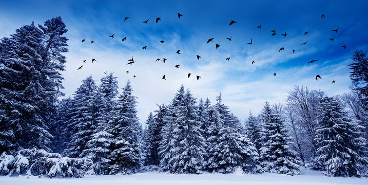 winter landscape and flock of birds