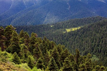 The Lulang Forest Sea,Lahsa