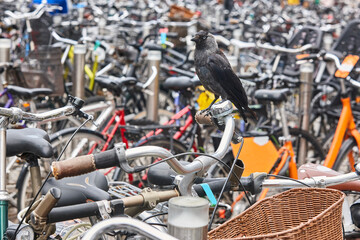 Fototapeta premium Birdlife in urban environment. Nature urban. Byke parking