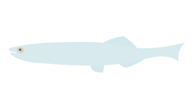 シラスのフラットなベクターイラスト
White bait. Flat designed vector illustration.