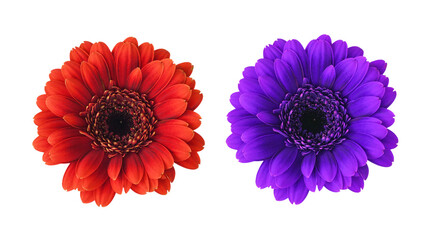 Set of small red and purple gerbera flowers (germini) isolated on white or transparent background