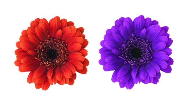 Set of small red and purple gerbera flowers (germini) isolated on white or transparent background
