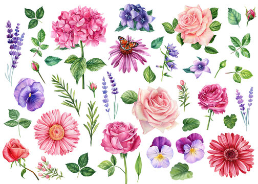 Set lavender, pansies, rose, bluebell, hydrangea, wildflowers and leaves, white background, Watercolor floral elements
