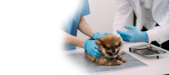 Veterinary laboratories - Injection dogs. with copy space.