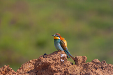 colourful bird watching around on the ground, European Bee-eater, Merops apiaster