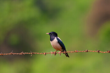 bird watching around on wire, Rosy Starling, Pastor roseus