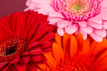 Red  orange pink gerbera flowers