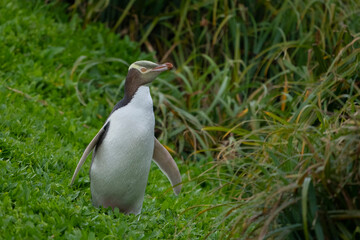 Yellow-Eyed Penguin (Megadyptes antipoder)