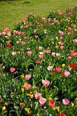 Bunt blühendeTulpen,  (Tulipa), Blumenbeet, Deutschland