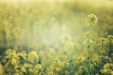光の中の菜の花畑