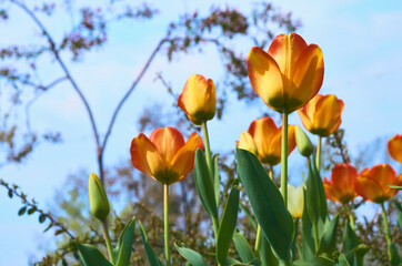 Orange yellow spring tulips and blue sky in the city park