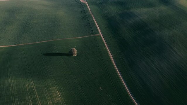 Aerial view of the winding tarmac road lining the field with ploughed fields on the right and fallow fields on the other side. Contrast of two fields. Agriculture lands