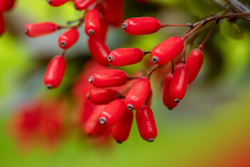 Barberry Berberis vulgaris branch fresh ripe berries natural green background