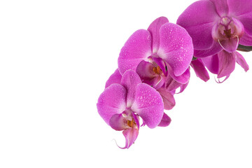 Fototapeta na wymiar orchid pink flower with water drops