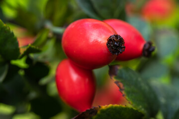 Briar Rose Rosehip in the garden. Rosa canina