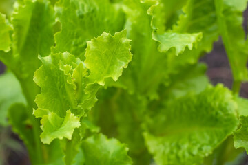 Green salad leaves background in the garden