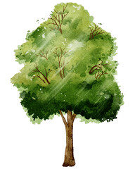  Spring tree Isolated watercolour digital hand draw single Big green tree with branches leaves, illustration Nature elements for Spring,Summer greeting card or Logo, banner
