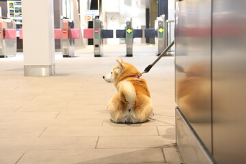 dog at the subway station