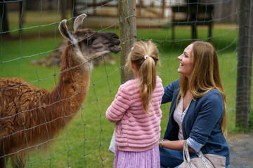 Little preschool girl and woman feeding fluffy furry alpacas lama. Happy excited child and mother...