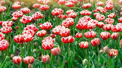 Fototapeta premium Pink tulips bloom under sunshine in the garden. tulip flowers in park, spring season 