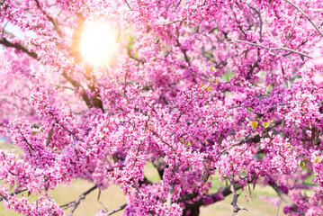 Spring tree with pink flowers. Spring border or background art with pink blossom. Beautiful nature scene with blossoming tree and sunlight.	