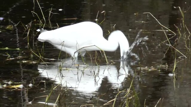 Little egret or Egretta garzetta fishing crayfish.