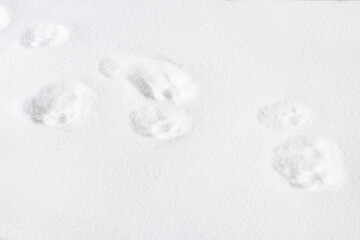 Cat footprint on sand background, nature texture background