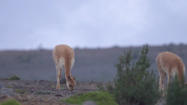Baby Alpaca looks around before eating next to its herd