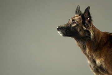 beautiful tervueren belgian shepherd dog close up portrait in the studio on a grey background...
