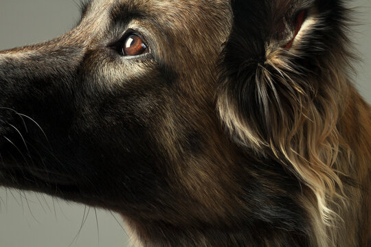 beautiful tervueren belgian shepherd dog close up portrait in the studio on a grey background looking to the side