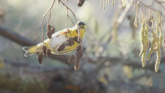 Eurasian siskin or Spinus spinus is a small passerine bird in the finch family Fringillidae.